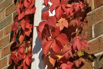 Ivy2 jigsaw puzzle
