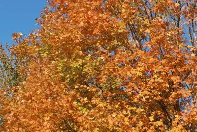 Maple tree jigsaw puzzle