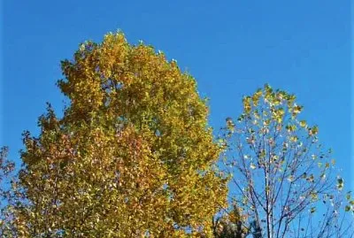 Fall trees1 jigsaw puzzle