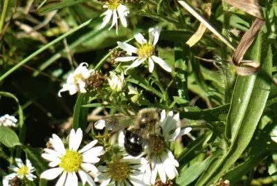 Bee on small daisy1