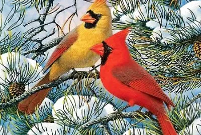 oiseaux