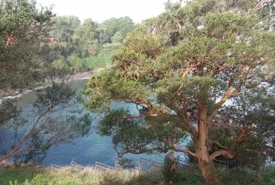 Niebla jigsaw puzzle