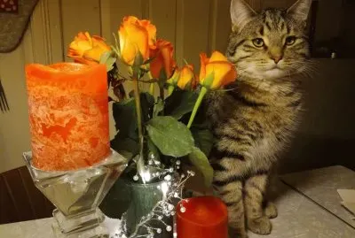 Cat and flowers jigsaw puzzle