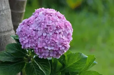 Hortencia