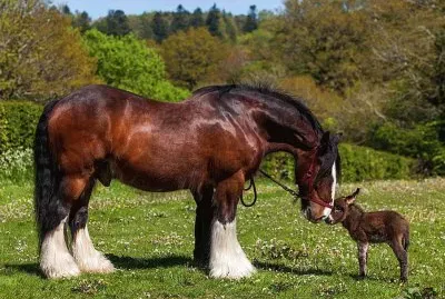 Big and little