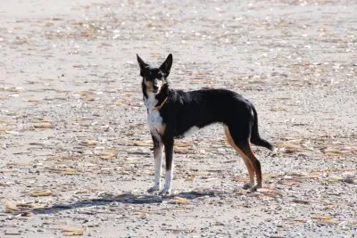 פאזל של olanda0408