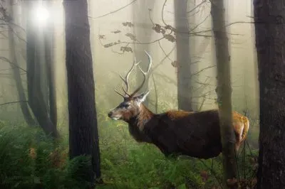 forest idyll jigsaw puzzle