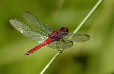 פאזל של Libélula