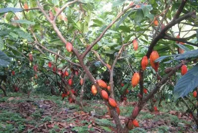 Cacao