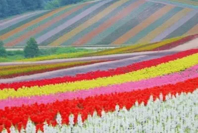 flower11