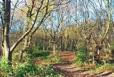 Shipley Wood