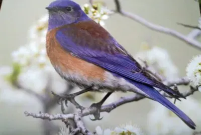 miembros de la naturaleza