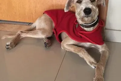 פאזל של imagem