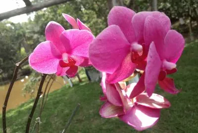 natureza
