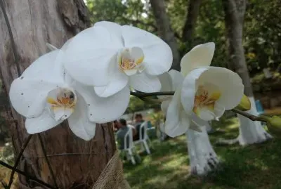 natureza