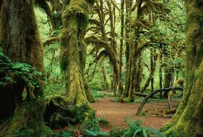 forest