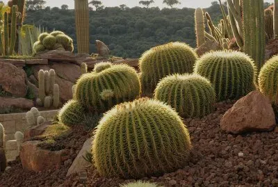 Cactus