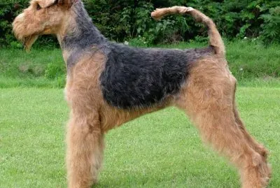 Airedale terrier jigsaw puzzle