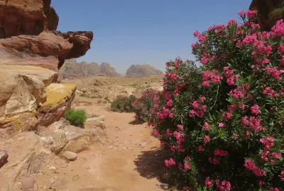 Flores  Rosas