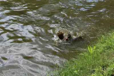 Murkelchen jigsaw puzzle