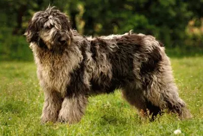 Pastore bergamasco