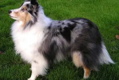 Pastore delle shetland