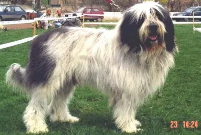 Pastore rumeno mioritic