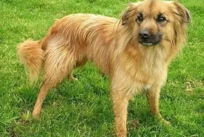 Pastore dei pirenei a faccia rasa