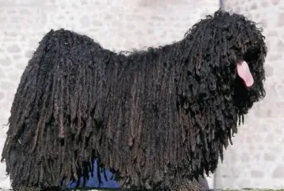 Pastore puli