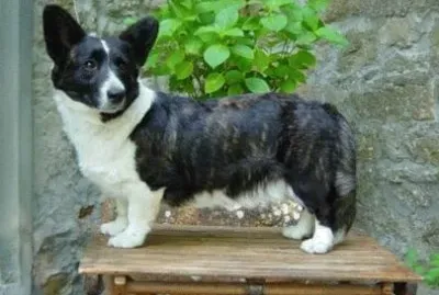 Pastore welsh corgi cardigan jigsaw puzzle