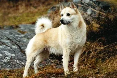 Pastore norsk buhund