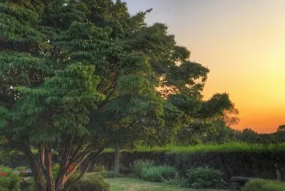tree of life