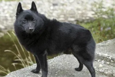 Pastore schipperkee