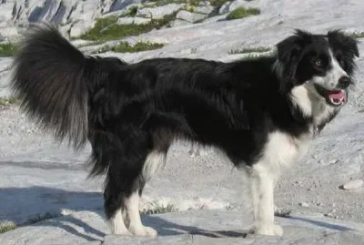 Pastore border collie