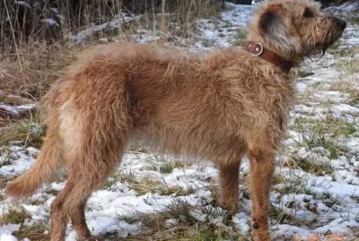 Pastore della stiria a pelo ruvido