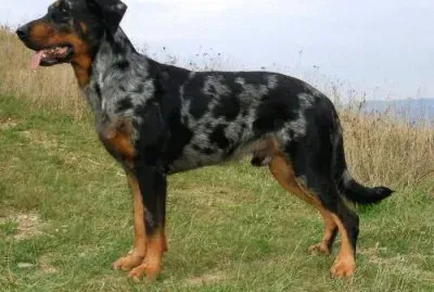 Pastore di beuce arlecchino