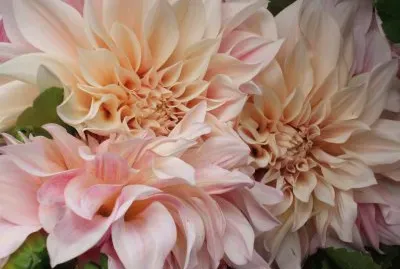 פאזל של Flowers from our travels