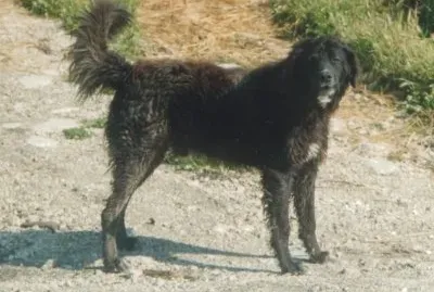 Pastore di mannara