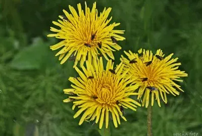 island jigsaw puzzle