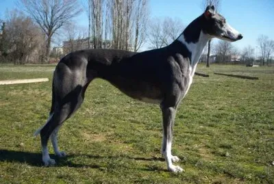 Levriero inglese a pelo raso