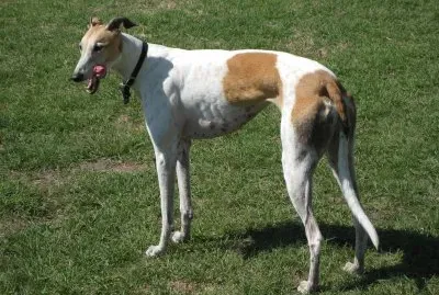 Levriero greyhound