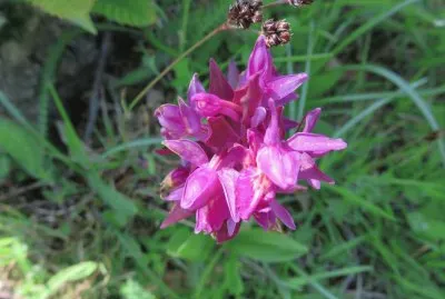 aquilegia cultivar jigsaw puzzle