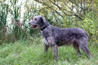 Levriero irlandese jigsaw puzzle