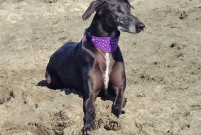 Levriero spagnolo jigsaw puzzle