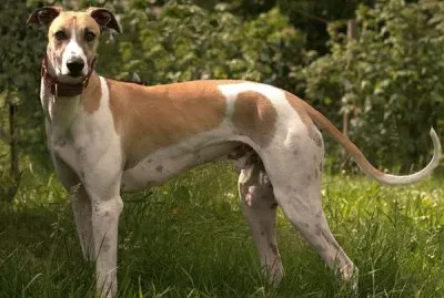 Levriero ungherese jigsaw puzzle