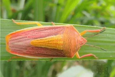 æ˜†èŸ²  å¤§è¦æ®¼æ¤¿è±¡ jigsaw puzzle