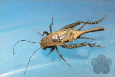 æ˜†èŸ²  å§¬èŸ‹ jigsaw puzzle