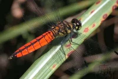 æ˜†èŸ²  å»£è…¹èœ»èœ“ jigsaw puzzle