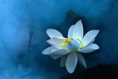 è·èŠ± jigsaw puzzle