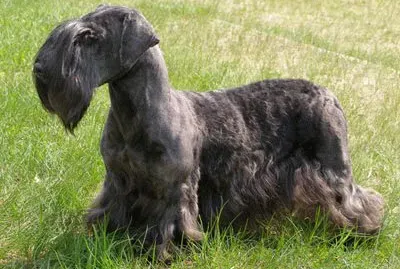 Terrier cesky